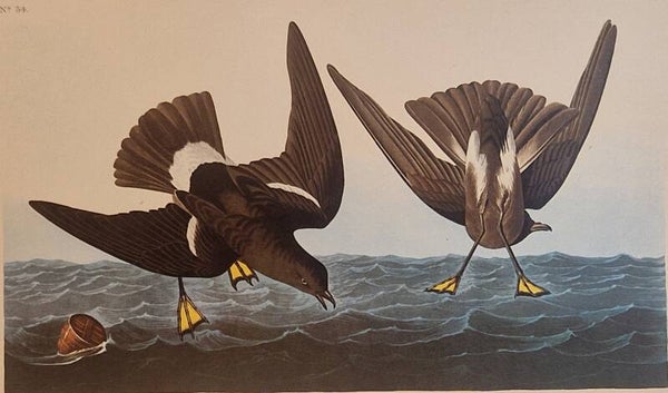 Stormy Petrel. Audubon Amsterdam editie 1972.