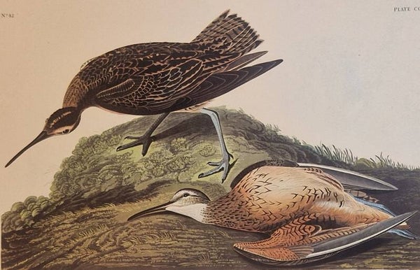 Esquimaux Burlew. Audubon Amsterdam editie 1972.