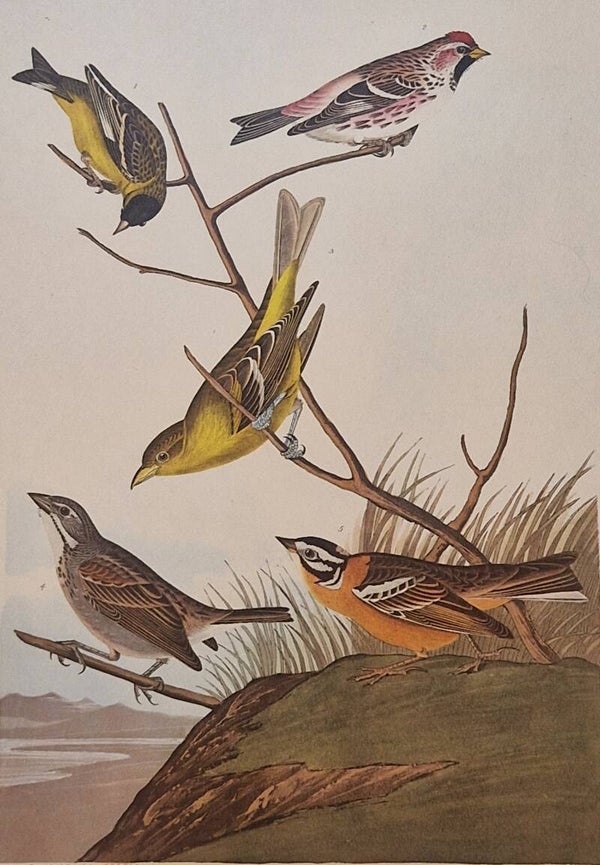Arkansaw Siskin. Audubon Amsterdam editie 1972.