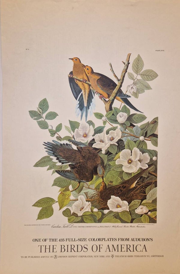 Carolina turtle Dove met tekst. Audubon Amsterdam editie 1971-72..