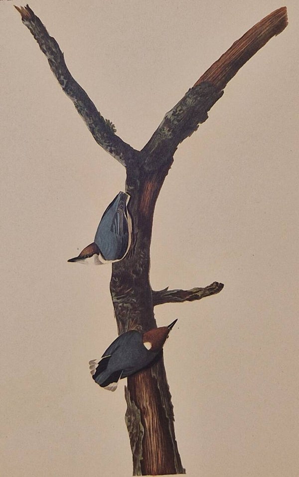 Brown-headed Nuthatch. Audubon Amsterdam editie 1971-72..