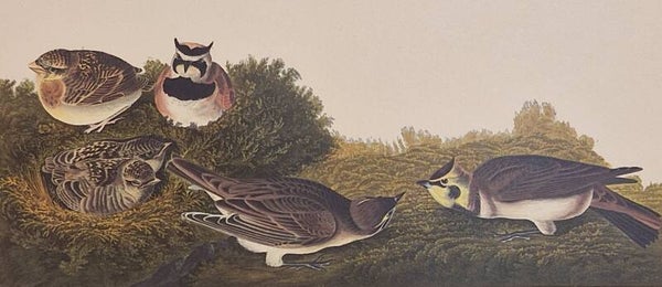 Shore Lark. Audubon Amsterdam editie 1971-72..