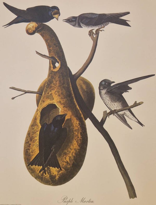 Purple Martin. Audubon Amsterdam editie 1971-72..