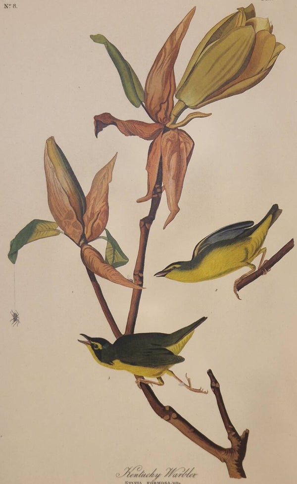 Kentucky Warbler. Audubon Amsterdam editie 1971-72..
