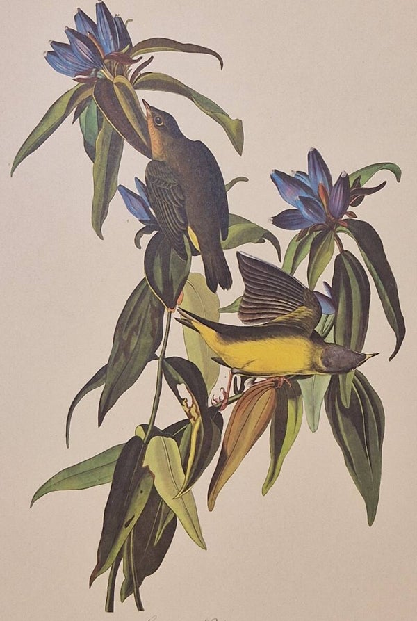 Connecticut Warbler. Audubon Amsterdam editie 1971-72..