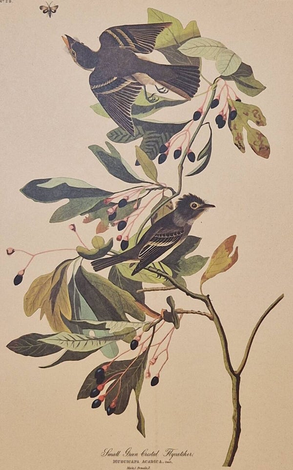 Small green crested Flycatcher. Audubon Amsterdam editie 1971-72..