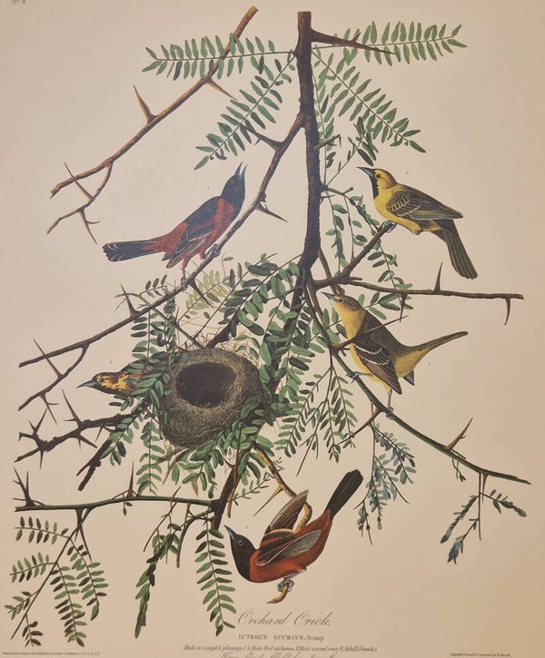 Orchard Oriole. Audubon Amsterdam editie 1971-72..