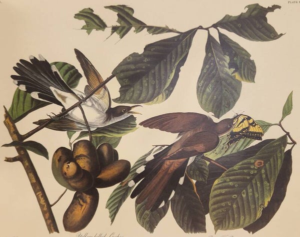 Yellow billed Cuckoo. Audubon Amsterdam editie 1971-72..
