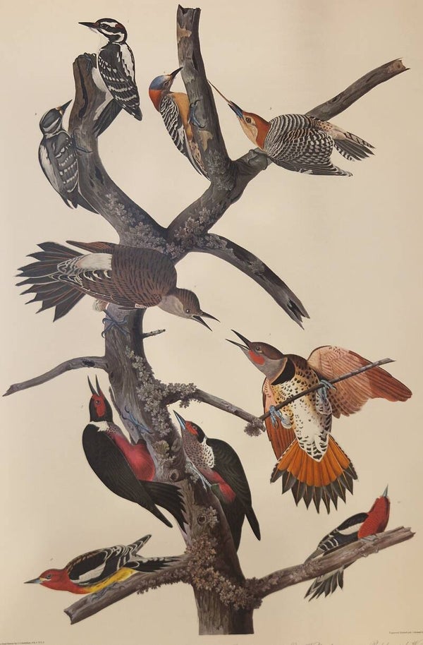 Hairy Woodpecker, red-bellied Woodpecker, red-shafted Woodpecker, lreis Woodpecker and Red-breasted Woodpecker. Audubon Amsterdam editie 1971-72..