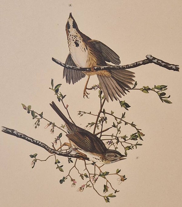 Song Sparrow. Audubon Amsterdam editie 1971-72..