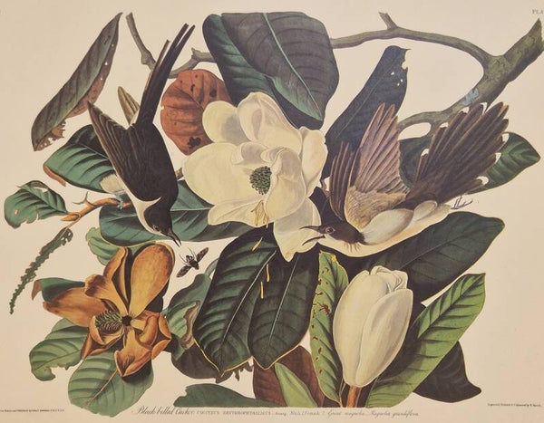 Black-billed Cuckoo. Audubon Amsterdam editie 1971-72..
