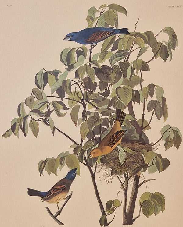 Blue Grosbeak. Audubon Amsterdam editie 1971-72..