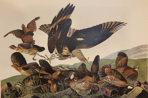 Virginian Partridge. Audubon Amsterdam editie 1971-72..