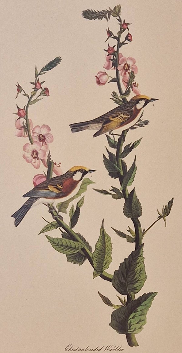 Chestnut-sided Warbler. Audubon Amsterdam editie 1971-72..