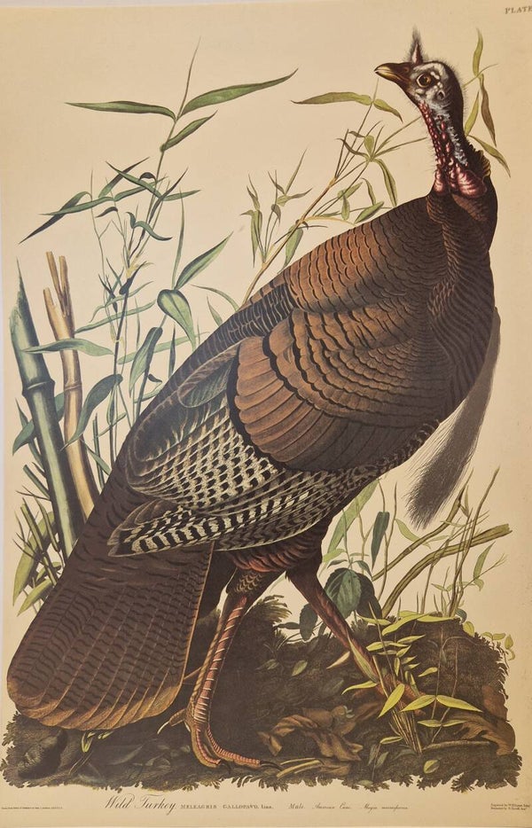 Wild Turkey. Audubon Amsterdam editie 1971-72..