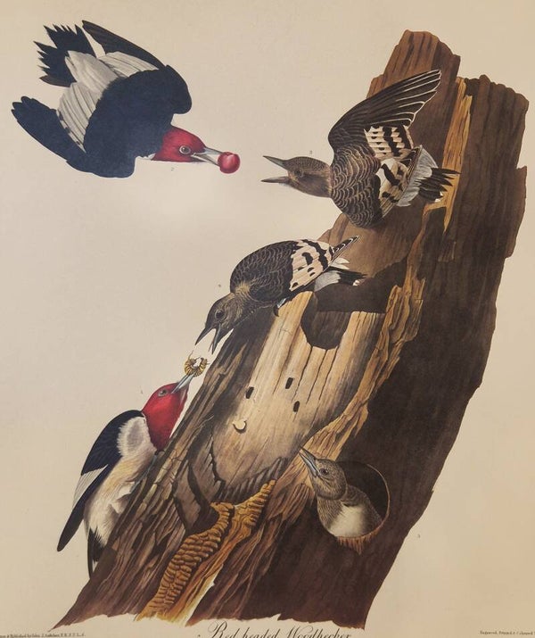 Red-headed Woodpecker. Audubon Amsterdam editie 1971-72..
