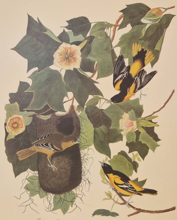 Baltimore Oriole. Audubon Amsterdam editie 1971-72..