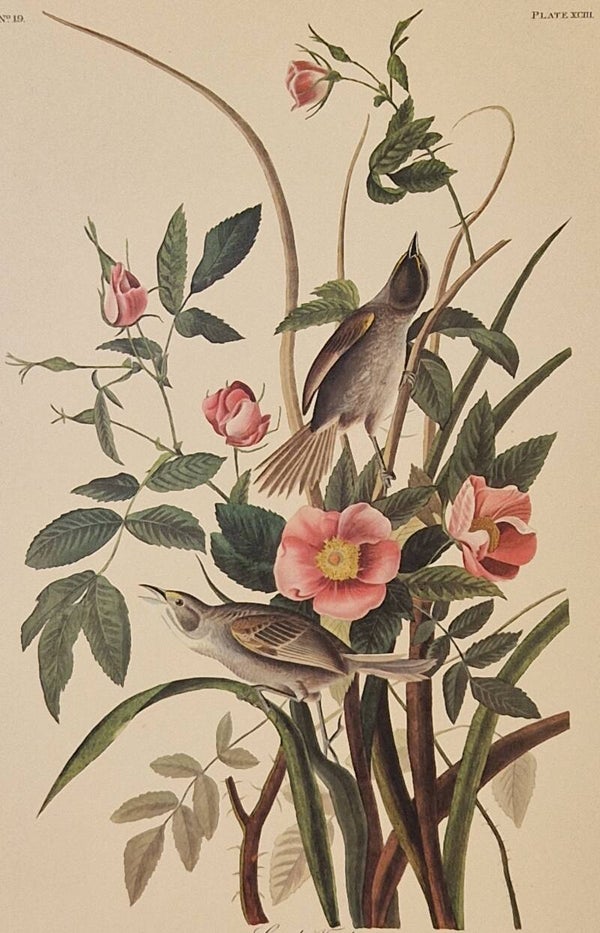 Sea-side Finch. Audubon Amsterdam editie 1971-72..