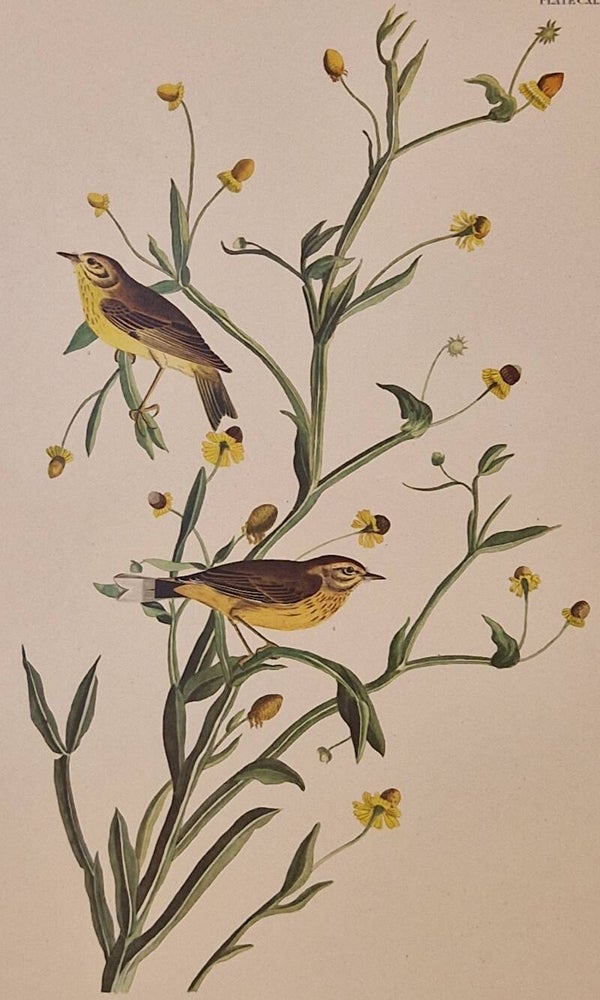 Yellow red-poll Warbler. Audubon Amsterdam editie 1971-72..