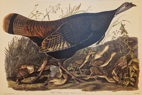 Wild turkey female and young. Audubon Amsterdam editie 1971-72..