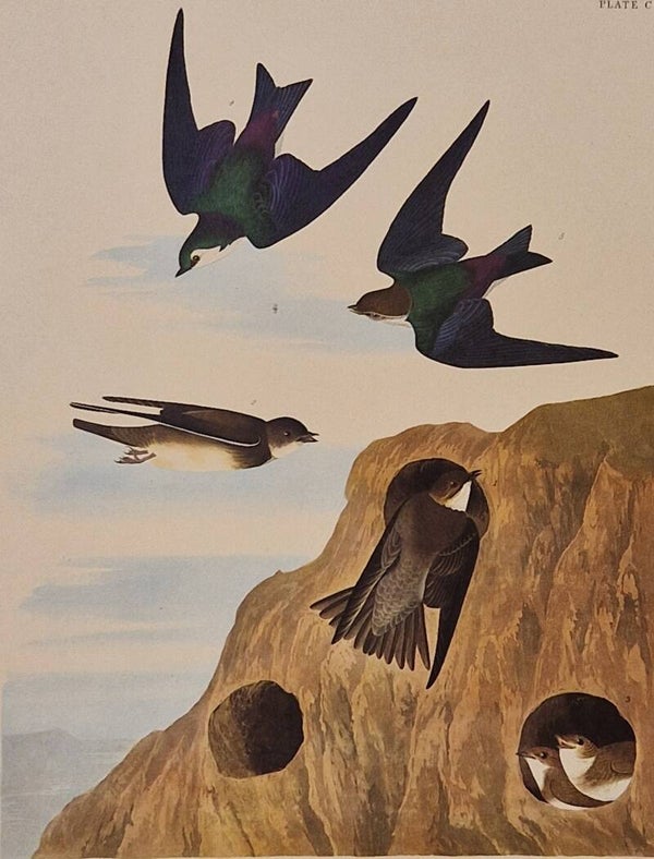 Bank Swallow and the violet green Swallow. Audubon Amsterdam editie 1971-72..