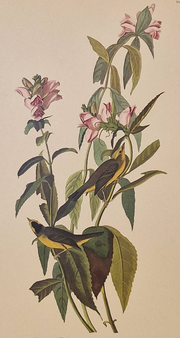 Green black-capt Flycatcher. Audubon Amsterdam editie 1971-72..