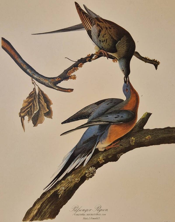 Passenger Pigeon. Audubon Amsterdam editie 1971-72..