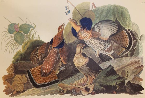 Ruffed Grouse. Audubon Amsterdam editie 1971-72..