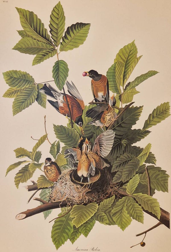 American Robin. Audubon Amsterdam editie 1971-72..