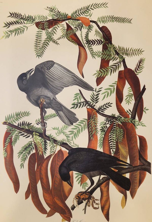 Fish Crow. Audubon Amsterdam editie 1971-72..