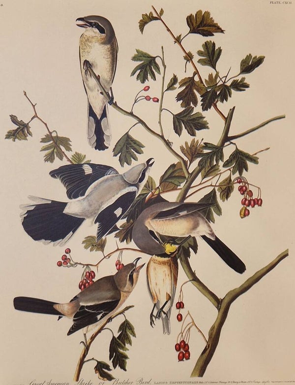 Great American Shrike. Audubon Amsterdam editie 1971-72..