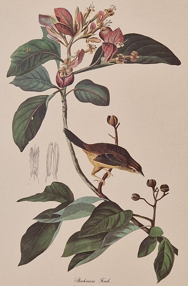 Backman's Finch. Audubon Amsterdam editie 1971-72..