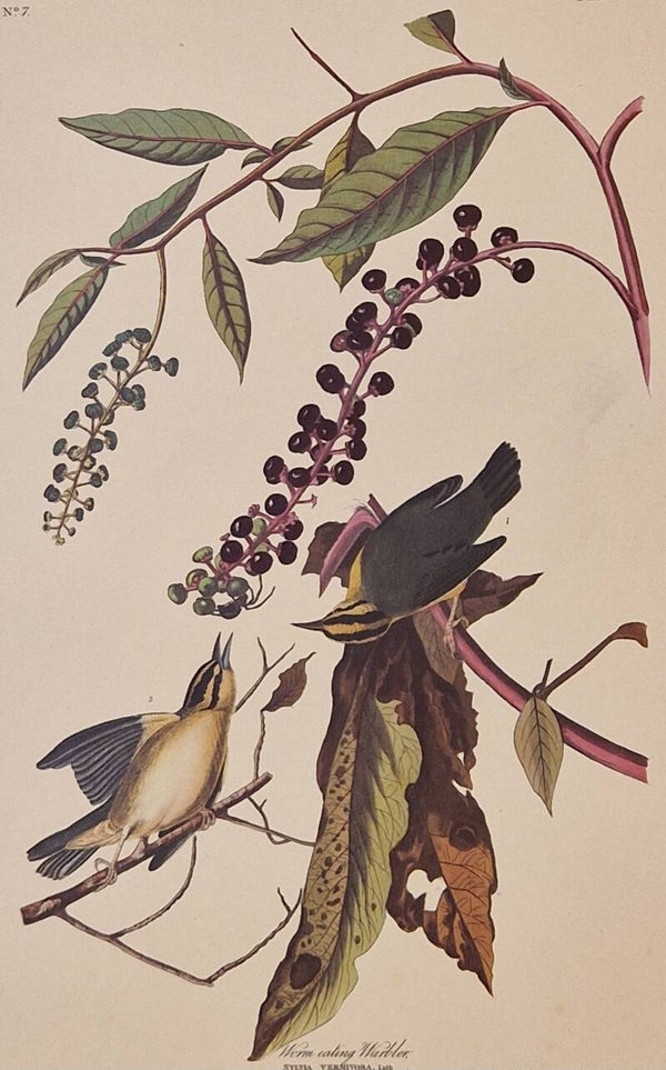 Worm-eating Warbler. Audubon Amsterdam editie 1971-72..
