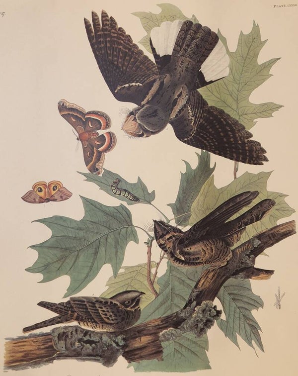 Whip-poor-will. Audubon Amsterdam editie 1971-72..