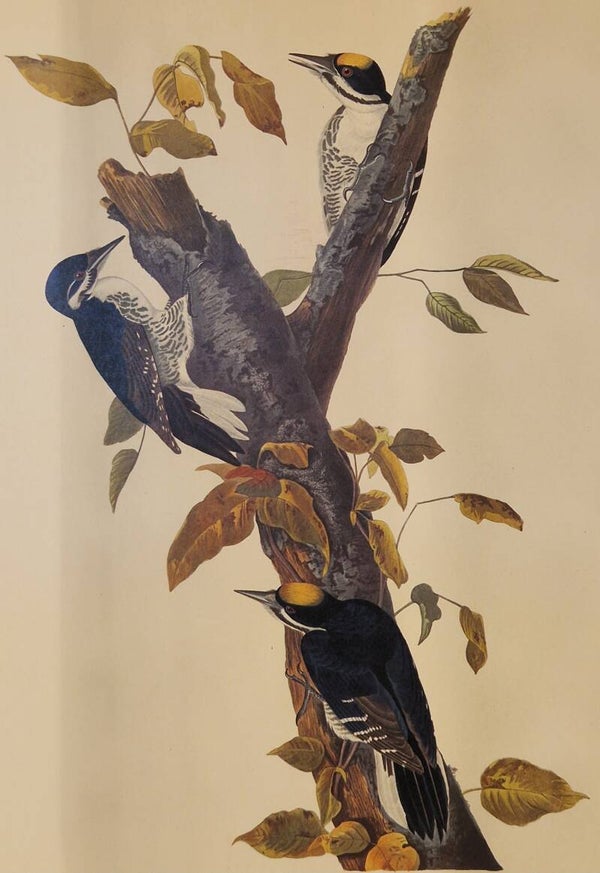 Three-toed Woodpecker. Audubon Amsterdam editie 1971-72..