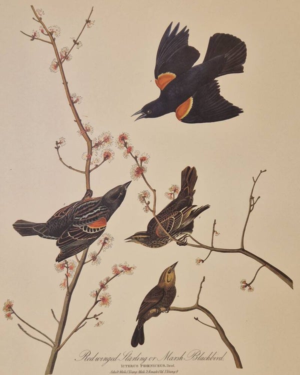 Redwinged Starling. Audubon Amsterdam editie 1971-72..