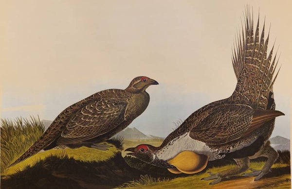 Cock of the plains. Audubon Amsterdam editie 1971-72..