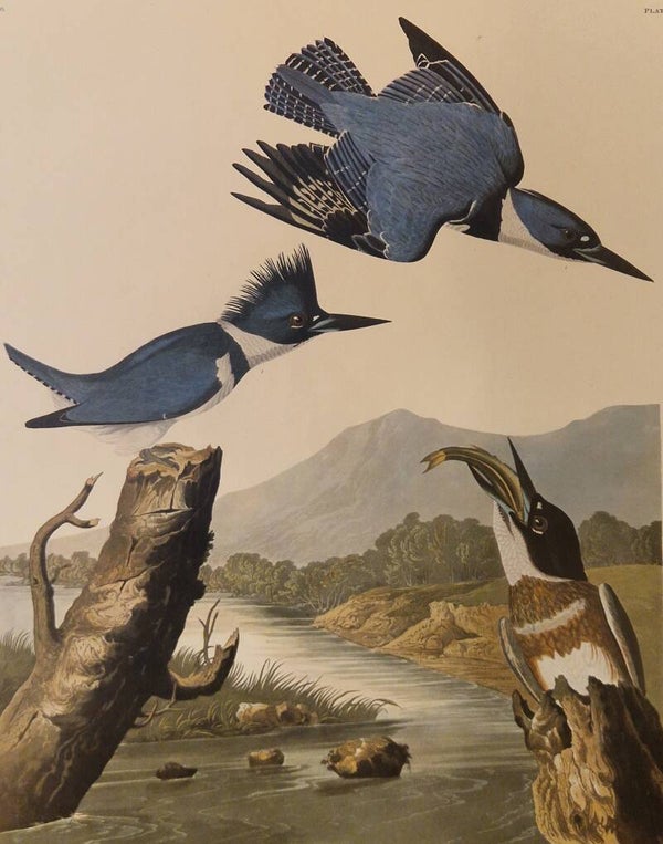 Belted Kingfisher. Audubon Amsterdam editie 1971-72..