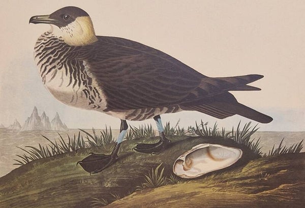 Jager. Audubon Amsterdam editie 1971-72..