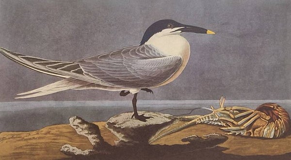 Sandwich Fern. Audubon Amsterdam editie 1971-72..