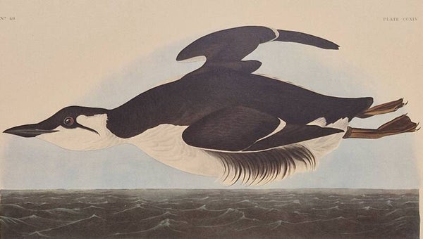 Uria Brunichii. Audubon Amsterdam editie 1971-72..