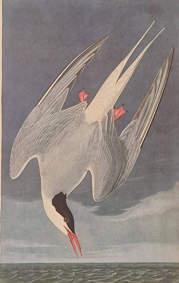 Artic Stern. Audubon Amsterdam editie 1971-72..