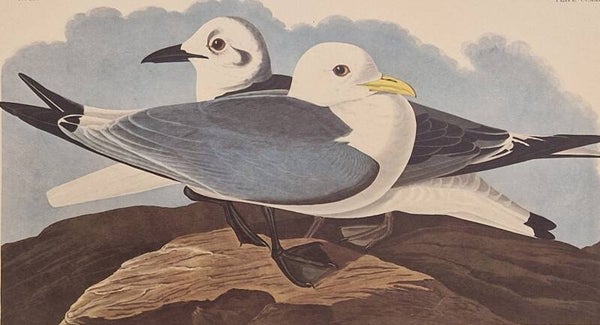 Kittiwake Gull. Audubon Amsterdam editie 1971-72..