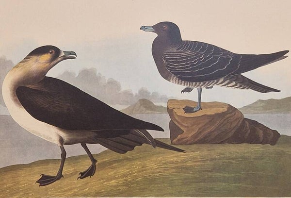 Richardson's Jager. Audubon Amsterdam editie 1971-72..