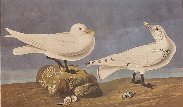 Ivory Gull. Audubon Amsterdam editie 1971-72..