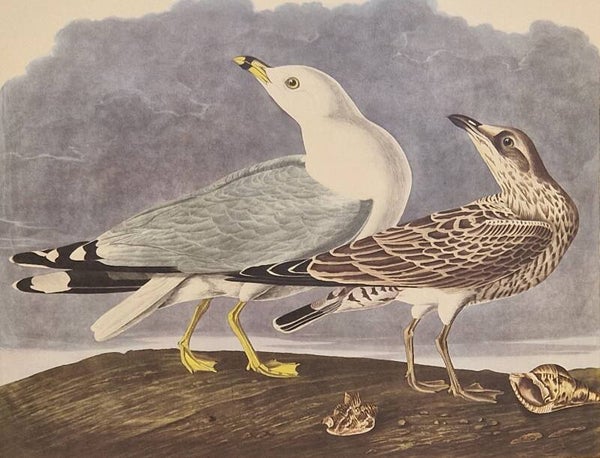 Common Gull. Audubon Amsterdam editie 1971-72..