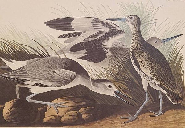 Semipalmated Snipe. Audubon Amsterdam editie 1971-72..