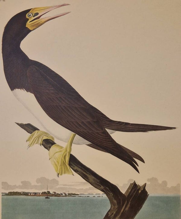 Booby Gannet. Audubon Amsterdam editie 1971-72..
