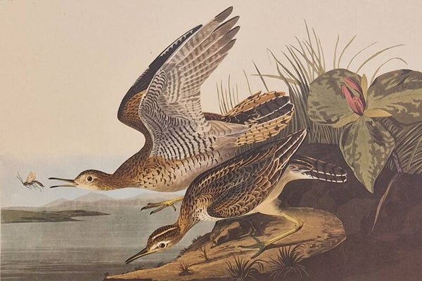 Bartram Sandpiper. Audubon Amsterdam editie 1971-72..
