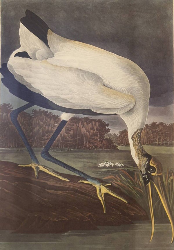 Wood Ibis. Audubon Amsterdam editie 1971-72..